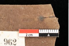 Foto (Detailsansicht) von Quercus palaeoilex Ettingshausen (NHMW-GEO-2024-0188-0962)